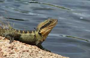EASTERN-WATER-DRAGON (1)